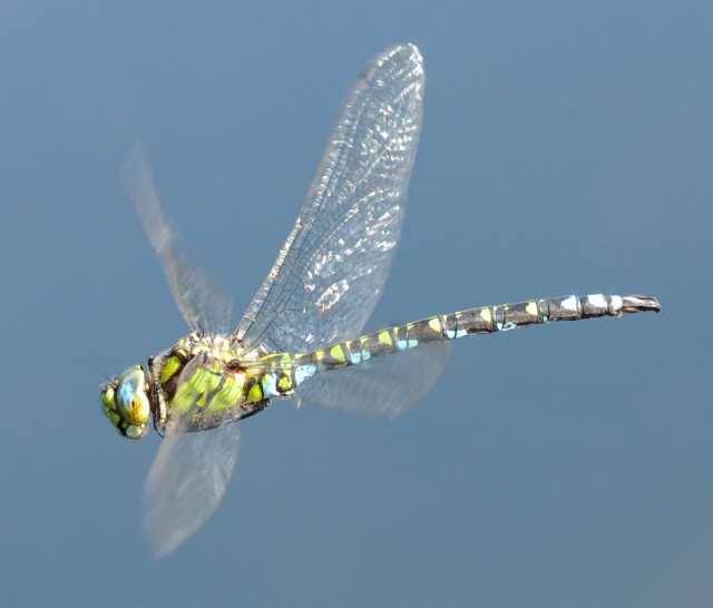Mosaikjungfer (Aeshna cyanea)