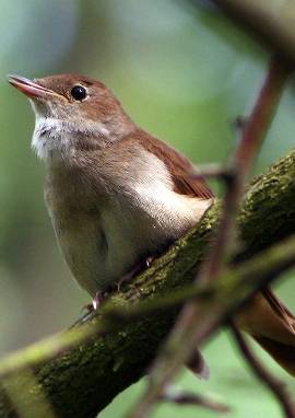 Nachtigall, Luscinia 
							megarhynchos