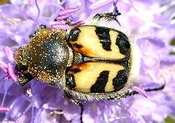 Gebänderter Pinselkäfer (Trichius fasciatus)