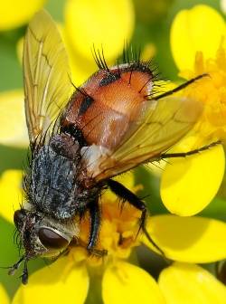 Tachina praeceps, Raupenfliege