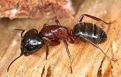 Roßameise (Camponotus ligniperda)