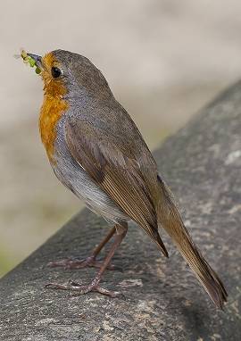 Rotkehlchen, Erithacus rubecula