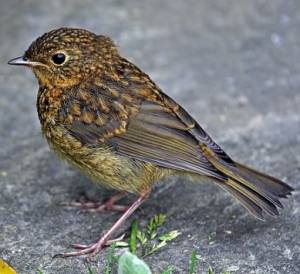 Rotkehlchen, Erithacus rubecula