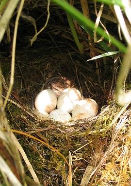 Rotkehlchen, Erithacus rubecula, Nest mit Eiern