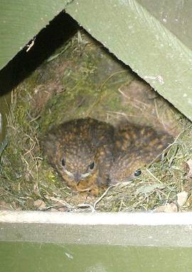 Rotkehlchen, Nest mit Jungvögeln