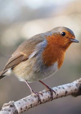 Rotkehlchen, Erithacus rubecula