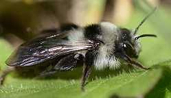 Sandbiene Andrena cineraria