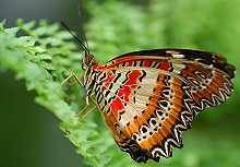 Schmetterling (Cethosia cyane)