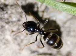 Schwarze Holzameise (Lasius fuliginosus)