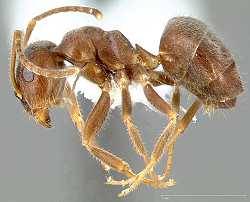 Schwarzgraue Wegameise (Lasius niger)