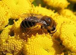 Seidenbiene Colletes daviesanus