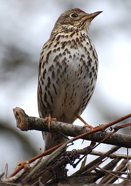 Singdrossel, Turdus philomelos