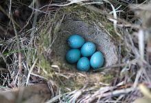 Singdrossel: Nest mit Eiern