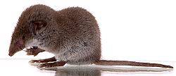 Gartenspitzmaus (Crocidura suaveolens)