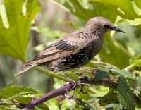 Amsel Stimme / Ruf / Gesang