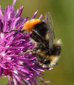 Steinhummel Bombus lapidarius