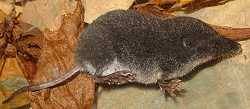 Sumpfspitzmaus (Neomys anomalus)