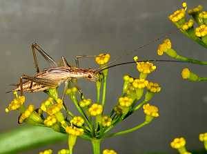 Weinhähnchen Oecanthus pellucens