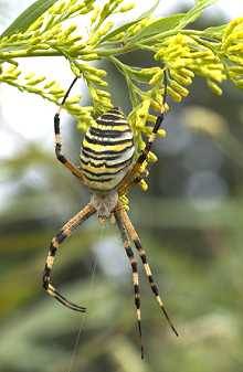 Wespenspinne (Argiope bruennichi