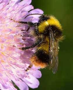 Wiesenhummel Bombus pratorum