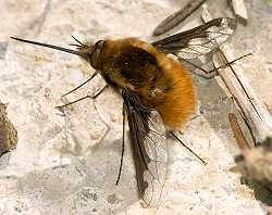 Wollschweber Bombylius major