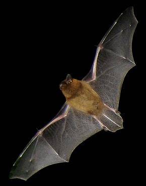 Zwergfledermaus (Pipistrellus pipistrellus)