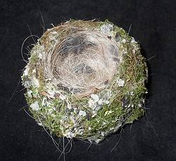Nest eines Buchfinks