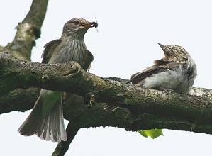 Grauschnäpper, Muscicapa 
								striata