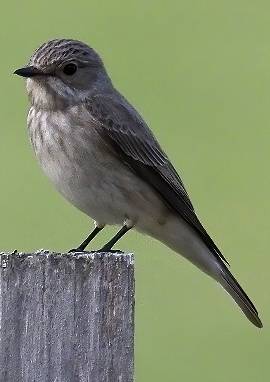 Grauschnäpper, Muscicapa 
								striata