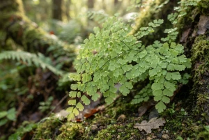 Adiantum mit filigranen, fächerförmigen Blättchen an dünnen, dunklen Stielen