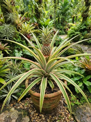 Ananas comosus 'Variegatus' mit stacheligen, bunt gefärbten Blättern