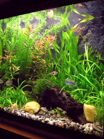 Unterwasser-Dschungel im Wohnzimmer - Zum vergrößern klicken Unterwasser-Dschungel im Wohnzimmer