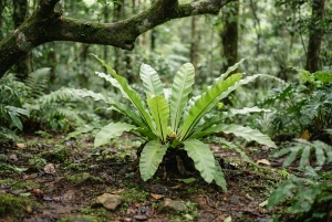 Asplenium mit rosettenförmig angeordneten, schmalen Wedeln