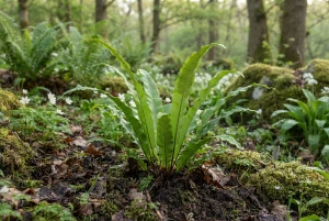 Asplenium scolopendrium mit ungeteilten, ledrigen, zungenförmigen Wedeln