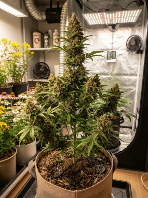 Selbstblühende Cannabispflanze unabhängig vom Lichtzyklus