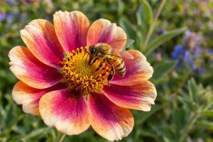 Biene beim Bestäuben einer bunten Blüte im Garten