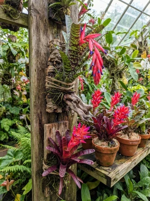 Billbergia mit röhrenförmiger Rosette und farbenfrohen Hochblättern
