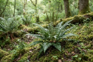 Blechnum mit dicht gefiederten Wedeln in horstartigem Wuchs