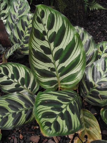 Calathea makoyana mit charakteristisch gemusterten dunkel- und hellgrünen Blättern – ideal fürs Badezimmer