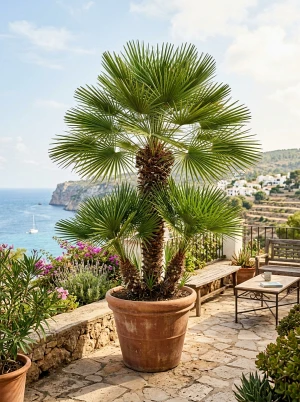 Chamaerops humilis mit fächerförmigen Wedeln