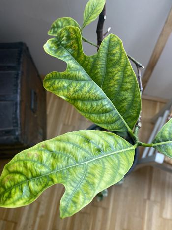 Jackfruit-Baum mit Chlorose