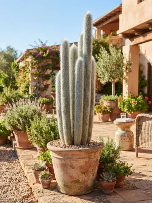 Cleistocactus mit schlanken, säulenförmigen, dicht bedornten Trieben