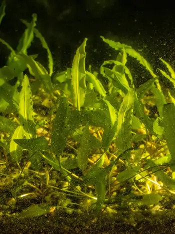 Cryptocoryne wendtii - Zum vergrößern klicken Cryptocoryne wendtii