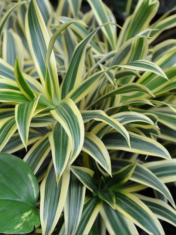 Dracaena reflexa Song of India mit cremegelben und grünen Blattstreifen – robuste Zimmerpflanze fürs Wohnzimmer