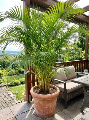 Dypsis lutescens, botanischer Name der Arecapalme