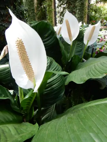 Efeutute - Zum vergrößern klicken Efeutute