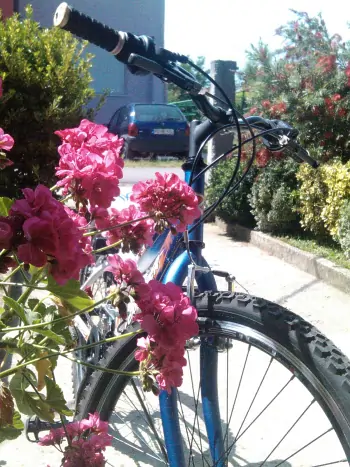 Blaues Fahrrad neben blühenden rosa Blüten – nachhaltige Mobilität im Alltag