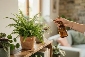 Farnwedel werden mit einer Sprühflasche befeuchtet