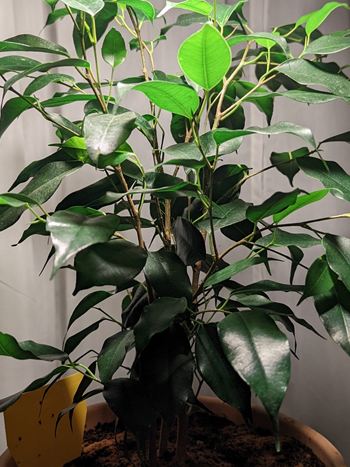 Ficus benjamina