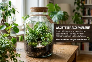 Flaschengarten mit Zimmerpflanzen in einem Glasbehälter